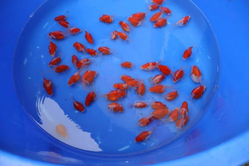 Tamasaba, original japanischer Goldfisch!4 Stück 100 Euro, 8 Stück 160 Euro, 12 Stück 200 Euro! Werden nicht einzeln abgegeben!