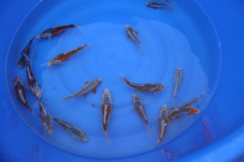 Yamaju VHQ Tosai Shusui und Asagi, ca. 15-18cm, ab 35 Euro!