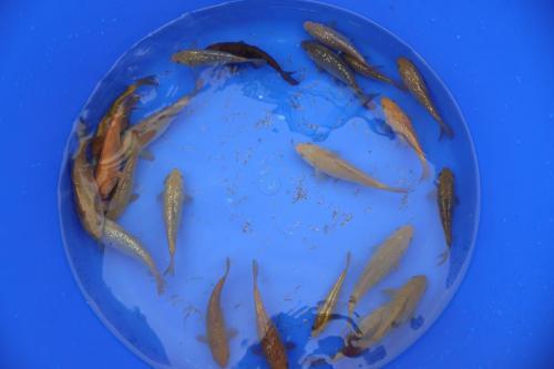 Marudoh VHQ Tosai Chagoi/ Ginrin Chagoi 15-18 cm! Sehr gutes Wachstumspotential! Ab 30 Euro!